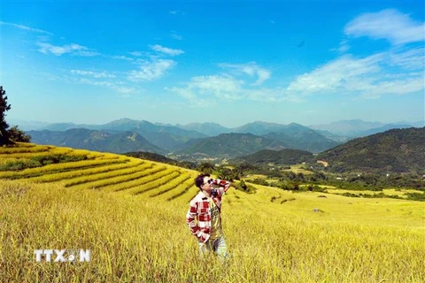 Du khách check-in trên cánh đồng lúa chín vàng rực ở Bình Liêu. (Ảnh: Thanh Vân/TTXVN)