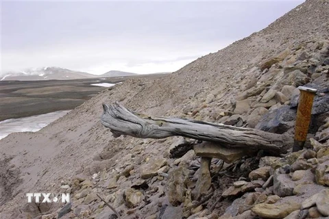 Hình ảnh được công bố ngày 6/12/2022 cho thấy một thân cây thông rụng lá 2 triệu năm tuổi mắc kẹt trong lớp băng vĩnh cửu của trầm tích ven biển ở phía Bắc đảo Greenland, Đan Mạch. (Ảnh: AFP/TTXVN)
