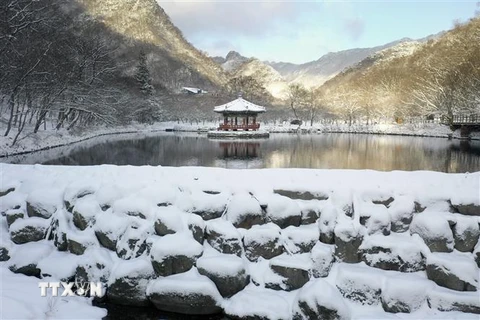 Tuyết rơi dày đặc tại Jeongeup, Hàn Quốc, ngày 14/12/2022. (Ảnh: YONHAP/TTXVN) 