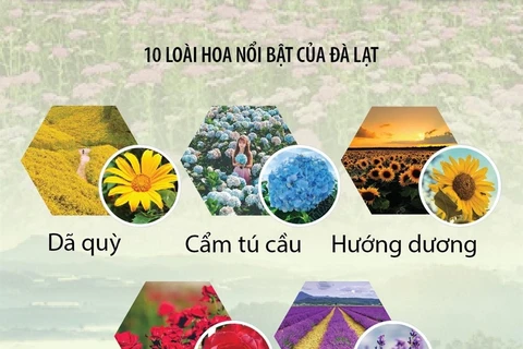 [Infographics] Festival Hoa Đà Lạt lần thứ IX tại tỉnh Lâm Đồng
