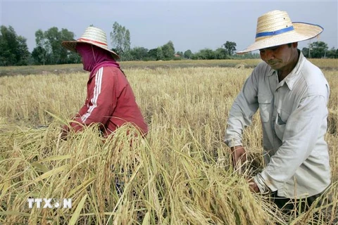 Nông dân Thái Lan thu hoạch lúa trên cánh đồng. (Nguồn: AFP/TTXVN)
