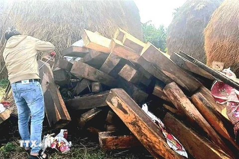 Quảng Ngãi: Phát hiện hơn 100 phách gỗ ké cất giấu ở nhà dân