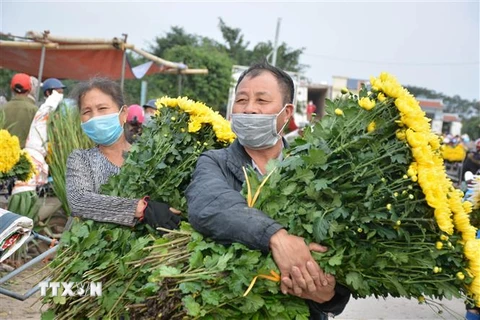 Nghề trồng hoa nhiều năm qua đã mang lại nguồn thu lớn cho người dân ở các vùng trồng hoa tỉnh Nam Định. (Ảnh: Công Luật/TTXVN)