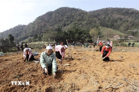 Nhân dân trên xã Thạch Yên, huyện Cao Phong tham gia trồng trên 30.000 cây xanh. (Ảnh: Trọng Đạt/TTXVN) 