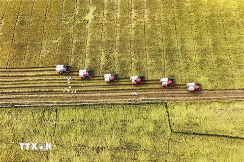 Thu hoạch lúa tại cánh đồng liên kết phục vụ xuất khẩu ở huyện Thoại Sơn, tỉnh An Giang. (Ảnh: Công Mạo/TTXVN)