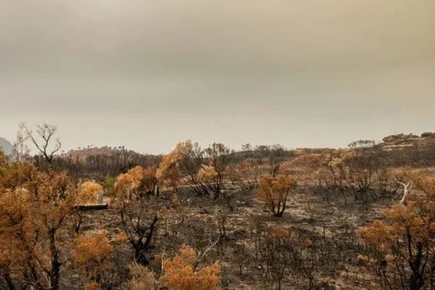 Australia: Các đồng bụi cỏ đối mặt nguy cơ bùng phát hỏa hoạn
