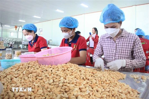 Công nhân đóng gói hạt điều tại Công ty trách nhiệm hữu hạn một thành viên sản xuất thương mại Đức Thịnh, tại xã Thống Nhất, huyện Bù Đăng, tỉnh Bình Phước. (Ảnh: K GỬIH/TTXVN)
