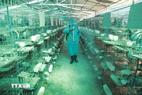 Nhân viên thú y phun hóa chất khử trùng, tiêu độc môi trường chăn nuôi tại trang trại chăn bồ câu. (Ảnh Vũ Sinh/TTXVN)