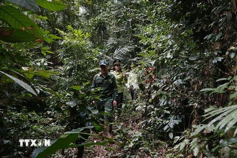 Cán bộ chốt kiểm lâm Phiêng Bung, Tuyên Quang tuần tra, rà soát địa phận rừng thuộc diện quản lý. (Ảnh: Nam Sương/TTXVN)