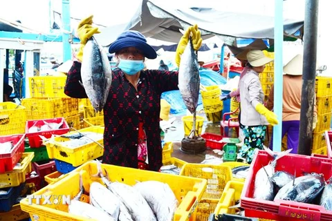 Ngư dân phường Đông Hải, thành phố Phan Rang-Tháp Chàm (Ninh Thuận) trúng mùa cá ngừ. (Ảnh: Công Thử/TTXVN)