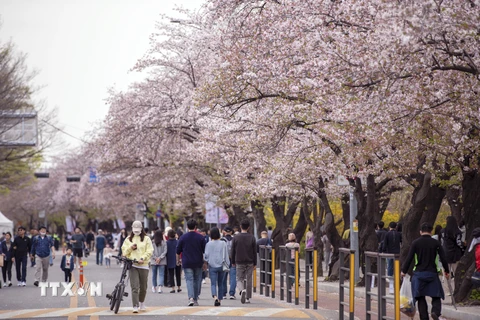 [Photo] Khai mạc lễ hội hoa Anh đào thường niên lớn nhất ở Seoul