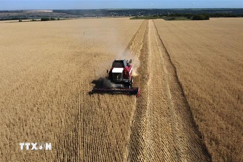 Thu hoạch ngũ cốc trên cánh đồng gần Kramatosk ở vùng Donetsk, Ukraine. (Ảnh: AFP/TTXVN)