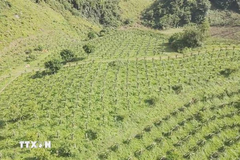 Vườn thanh long của Hợp tác xã nông nghiệp Quỳnh Thuận, huyện Thuận Châu, tỉnh Sơn La canh tác theo chuỗi liên kết. (Ảnh: TTXVN phát)