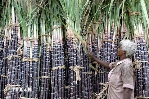 Người dân Ấn Độ bán mía đường ở khu chợ Madras. (Ảnh: AFP/TTXVN)