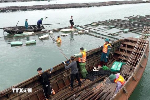Các lực lượng chức năng của thị xã Quảng Yên tháo dỡ lồng bè cùng ngư dân. (Ảnh: Thanh Vân/TTXVN)