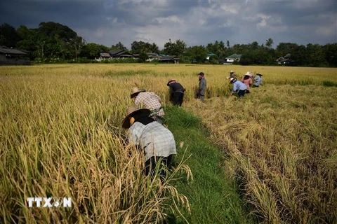 Nông dân thu hoạch lúa trên cánh đồng tại tỉnh Chiang Mai, Thái Lan. (Ảnh: AFP/TTXVN)