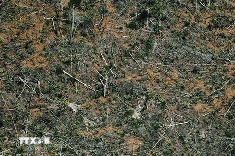 Một khoảng rừng Amazon ở bang Rondonia, miền Bắc Brazil bị tàn phá, ngày 23/8/2019. (Ảnh: AFP/TTXVN)