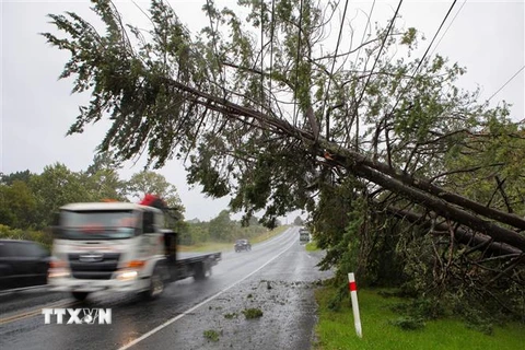 Cây cối bị quật đổ do bão Gabrielle tại Auckland, New Zealand, ngày 14/2/2023. (Ảnh: THX/TTXVN)