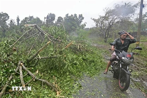 Cây cối bị quật đổ do bão Mocha tại Teknaf, Bangladesh, ngày 14/5/2023. (Ảnh: AFP/TTXVN)