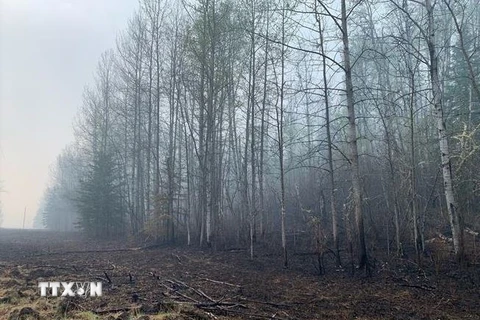 Cây cối bị thiêu rụi do cháy rừng ở Alberta, Canada ngày 11/5/2023. (Ảnh: AFP/TTXVN)