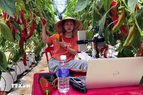 Nhân viên Hợp tác xã Vườn Nhà Đà Lạt trong buổi livestream bán hàng trực tiếp ngay tại vườn ớt ngọt. (Ảnh: Chu Quốc Hùng/TTXVN)