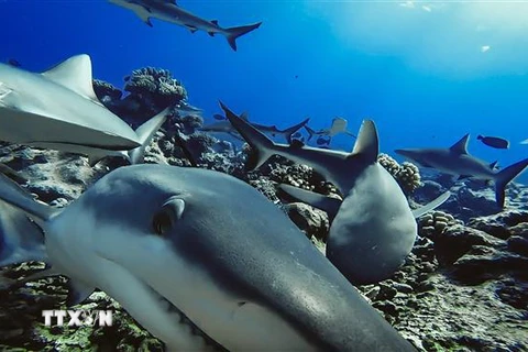 Cá mập rạn san hô xám ở Polynesia, Pháp. (Ảnh: AFP/TTXVN)