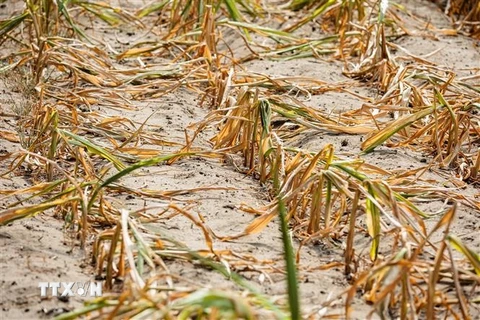 Một cánh đồng ngô bị khô hạn gần Beelitz, Đức ngày 18/8/2022. (Ảnh: AFP/TTXVN)
