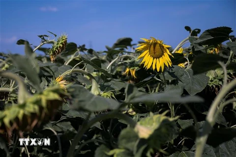Cây trồng bị héo úa do hạn hán tại Ins, Thụy Sĩ ngày 22/7/2022. (Ảnh: AFP/TTXVN)