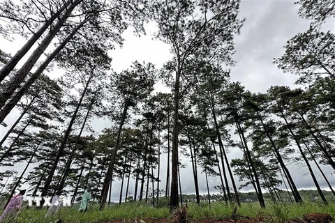 Vạt rừng thông tự nhiên hàng chục năm tuổi tại tiểu khu 613 (địa bàn xã Lộc Phú) lâm phần do Ban Quản lý Rừng phòng hộ Đam B’Ri quản lý bị đầu độc bằng hóa chất. (Ảnh: Nguyễn Dũng/TTXVN)