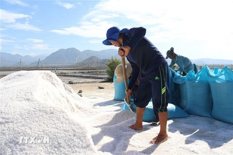 Diêm dân xã Nhơn Hải (Ninh Hải, Ninh Thuận) đóng bao muối đưa đi tiêu thụ. (Ảnh: Nguyễn Thành/TTXVN)