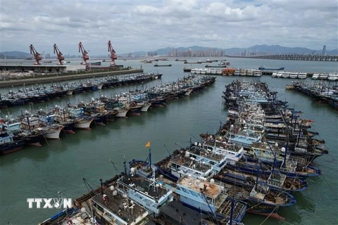 Các tàu cá tránh trú bão tại cảng ở Hạ Môn, tỉnh Phúc Kiến, Trung Quốc ngày 26/7/2023. (Ảnh: THX/TTXVN)