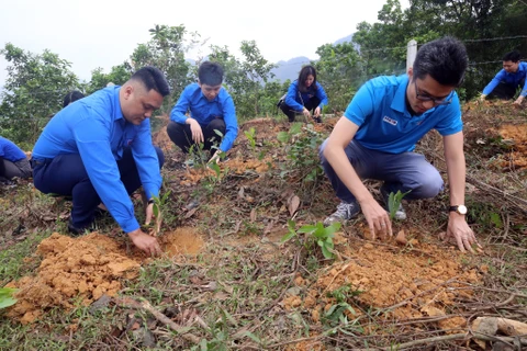 Thanh niên Thông tấn xã Việt Nam trồng cây tại Hòa Bình. (Ảnh: Tuấn Đức/TTXVN)