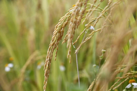 [Mega Story] Giá gạo toàn cầu sẽ tăng lên ngưỡng kỷ lục mới?