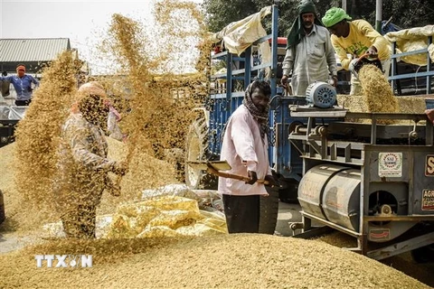 Nông dân tách vỏ trấu khỏi hạt gạo ở Amritsar, Ấn Độ. (Nguồn: AFP/TTXVN)