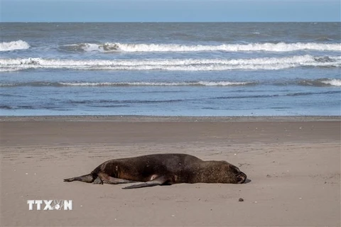 Một sư tử biển chết vì cúm gia cầm trên bãi biển ở Mar del Plata, tỉnh Buenos Aires, Argentina ngày 28/8/2023. (Ảnh: AFP/TTXVN)