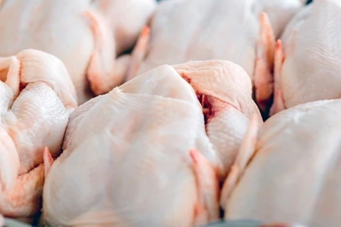 ​Thịt gà nhiều khả năng là nguồn gây bùng phát đợt nhiễm khuẩn salmonella ở 11 quốc gia trong khu vực. (Nguồn: Foodnavigator)