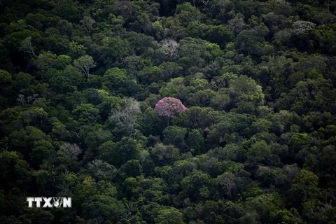 Rừng nhiệt đới Amazon tại bang Amazonas, Brazil. (Ảnh: AFP/TTXVN)