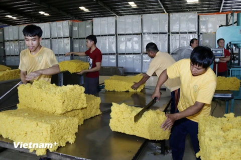 Công nhân Công ty cao su Việt Lào phân mủ cao su để cân trước khi đóng thành phẩm trước khi xuất khẩu. (Ảnh: Phạm Kiên/Vietnam+)