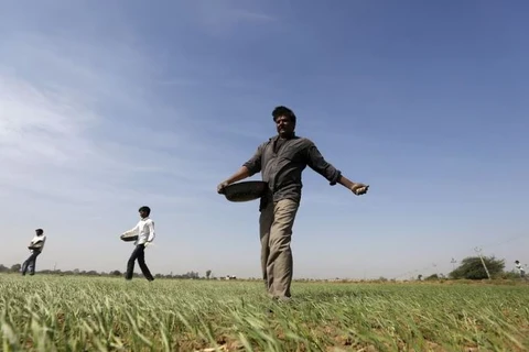 Nông dân rắc phân bón trên cánh đồng lúa mỳ ở Ấn Độ. (Nguồn: Reuters)