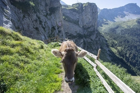 Năm 2015, Thụy Sỹ được Tổ chức Thú y Thế giới xác nhận là quốc gia có nguy cơ không đáng kể về bệnh bò điên. (Nguồn: Swissinfo)