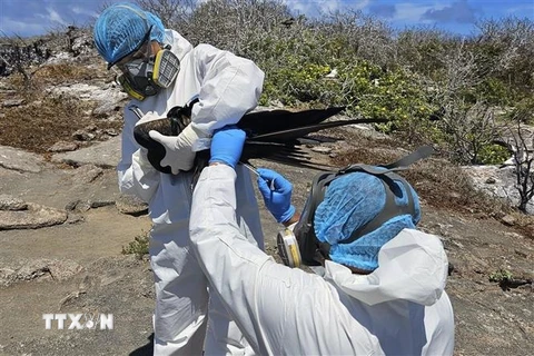 Nhân viên của Công viên Quốc gia Galapagos ở Ecuador lấy mẫu một cá thể chim để xét nghiệm cúm gia cầm ngày 18/9/2023. (Ảnh: AFP/TTXVN)