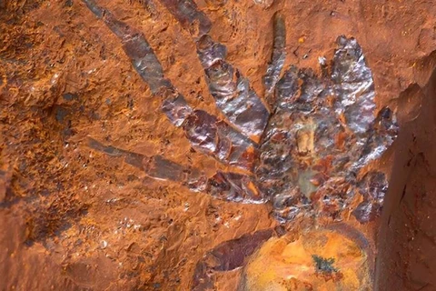 Đây là hóa thạch nhện lớn nhất từng được ghi nhận ở Australia. (Nguồn: Bảo tàng Australia)