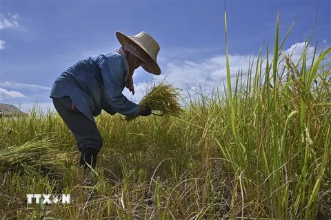Nông dân gặt lúa trên cánh đồng tại tỉnh Ayutthaya, Thái Lan. (Ảnh: AFP/TTXVN)