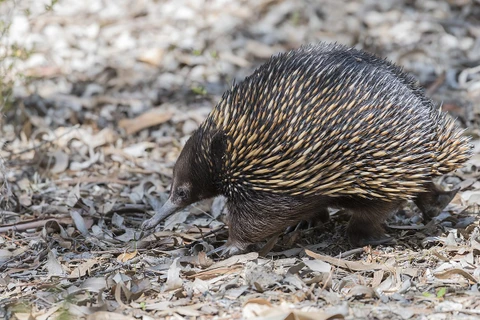 Loài thú lông nhím echidna. (Nguồn: Wikipedia)