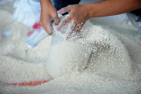 Giá gạo xuất khẩu của Ấn Độ giảm trong tuần này. (Ảnh: AFP/TTXVN)