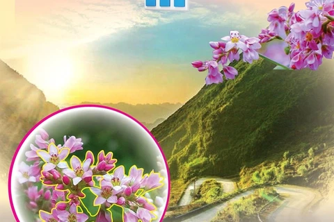 Lễ hội hoa Tam giác mạch lần thứ 9 - Cao nguyên đá nở hoa