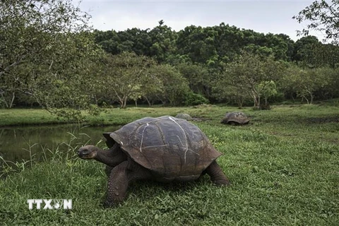 Rùa khổng lồ Galapagos trên đảo Santa Cruz, thuộc quần đảo Galapagos, Ecuador, ngày 25/6/2023. (Ảnh: AFP/TTXVN)