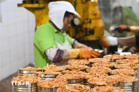 Công nhân chế biến sản phẩm nấm đóng hộp tại một nhà máy ở Trùng Khánh, Trung Quốc ngày 16/10/2023. (Ảnh: THX/TTXVN)