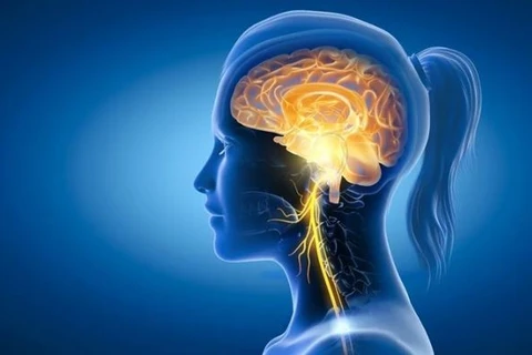 Dây thần kinh phế vị (vagus nerve) là dây thần kinh thứ 10 và dài nhất trong số 12 đôi dây thần kinh sọ não. (Nguồn: Shutterstock)