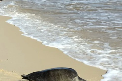 Thả rùa biển quý hiếm về đại dương